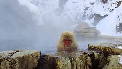 Japanese macaque or snow monkey in hot spring
