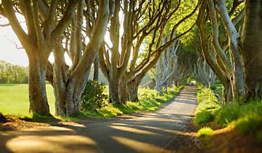 The Dark Hedges, an avenue of beech trees along Bregagh Road in County Antrim, Nothern Ireland