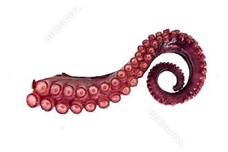 Tentacle of octopus