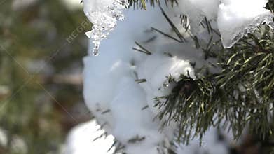 Dripping a drop of melted snow from a spruce branch