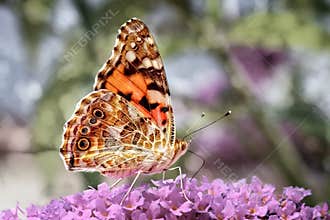 Painted Lady Butterfly on a flower head with bokeh background.