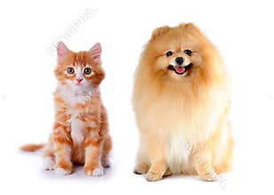 Cat and dog red color