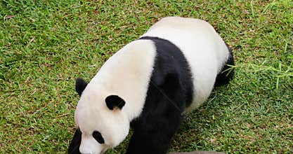 Cute panda walking at the zoo
