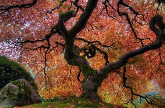 Japanese Maple Tree
