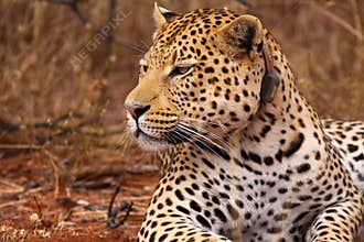 Leopard