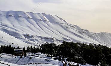 The Cedars in Lebanon in the winter of 2018