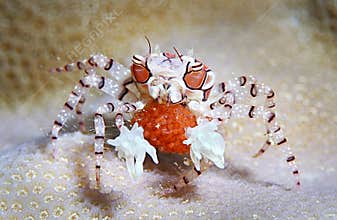 Boxer crab or round crab
