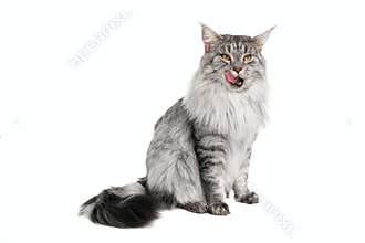 Grey maine coon cat