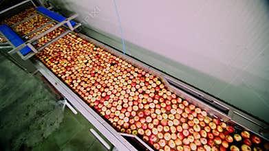 Fresh picked apple harvest. The process of washing apples in a fruit production plant, Special bath, packing tub at