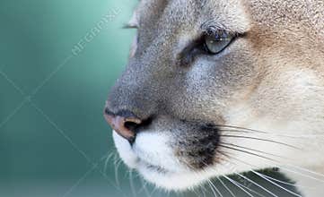 Pensive Florida Panther