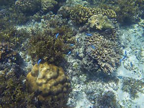 Neon blue tropical fishes in coral reef. Coral reef underwater photo. Tropical sea shore snorkeling or diving
