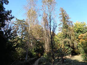 Generic vegetation at botanical garden - Macea, Arad county, Romania