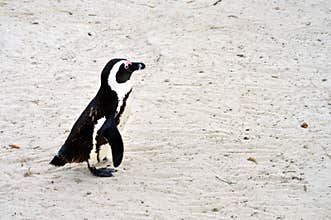 African Penguin at Boulders Beach