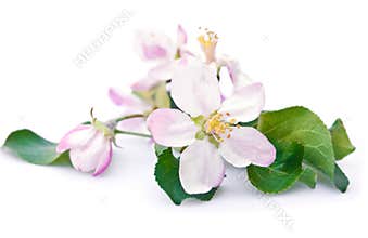 Apple tree blossom
