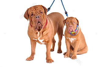 Dogue De Bordeaux Family