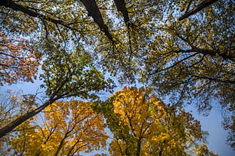 A beautiful autumn trees shot from street level against the sky. Beautiful fall patterns and colors