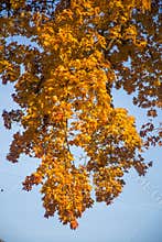 A beautiful autumn trees shot from street level against the sky. Beautiful fall patterns and colors