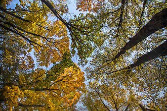 A beautiful autumn trees shot from street level against the sky. Beautiful fall patterns and colors