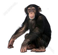 Young Chimpanzee, Simia troglodytes, 5 years old