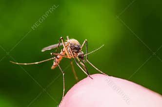 Yellow Fever, Malaria or Zika Virus Infected Mosquito Insect Macro on Green Background