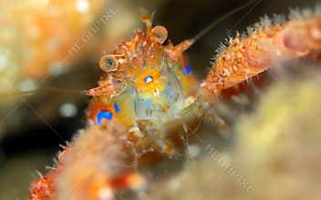 Spiny squat lobster. Galatheidae, Scotland
