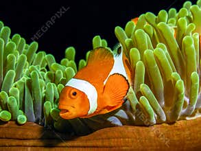 Clown fish of Nemo fame,Ocellaris clownfish. marine life,tropical fish