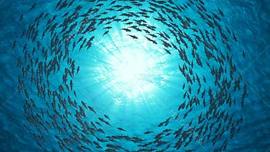 School Of Fish.Sharks swim in a circle.