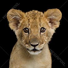 Portrait of Lion Cub