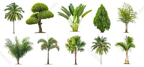 Coconut and palm trees,Bamboo,Banana ,Tako , Isolated tree on white background ,