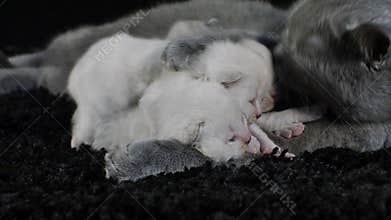 Cat feeding her new born kittens, black background