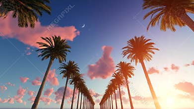 Driving through the palm trees