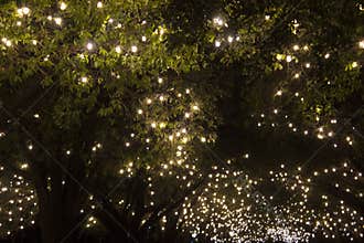 Park trees covered with bulb string lights.