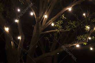 Park tree covered with bulb string lights.