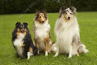Big, Bigger, Biggest of Small Shelties