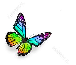 Rainbow Butterfly Isolated on White
