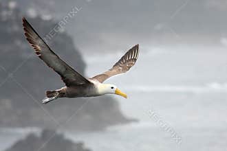 Soaring Albatross
