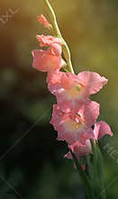 Raindrops On Pink Gladiolus Flowers