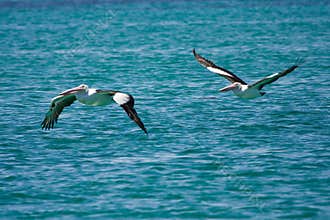 Pelicans in flight