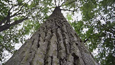Powerful tree bark