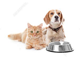 Cute cat and dog together on white background