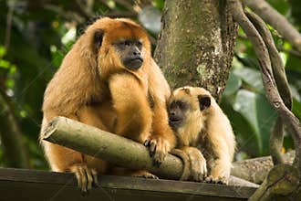 Black howler monkey