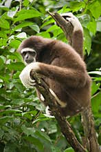 Lar Gibbon