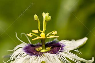 Passion Flower (Landscape)