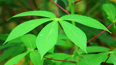 Cassava Vegetable Green Leaves Static Close Up