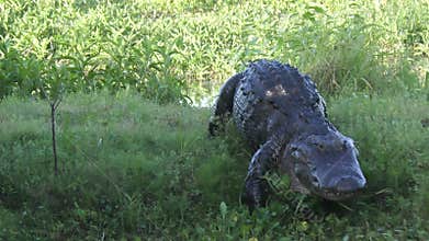 Large alligator walking to canal
