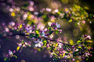 Blooming apple tree after rain
