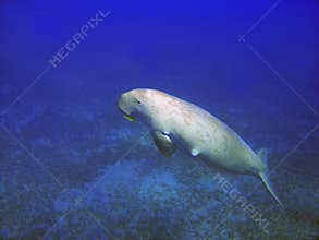 Sea cow (Dugong dugong)