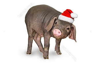 Christmas and new year card with cute newborn piglet pig in santa hat isolated on white background. Decorations symbol of the year