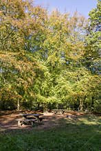 Savernake Forest - England`s larger forest