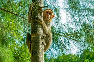 Monkey climbing on the tree
